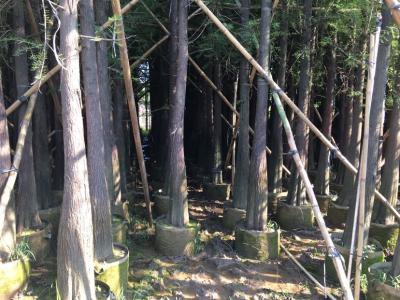 水杉